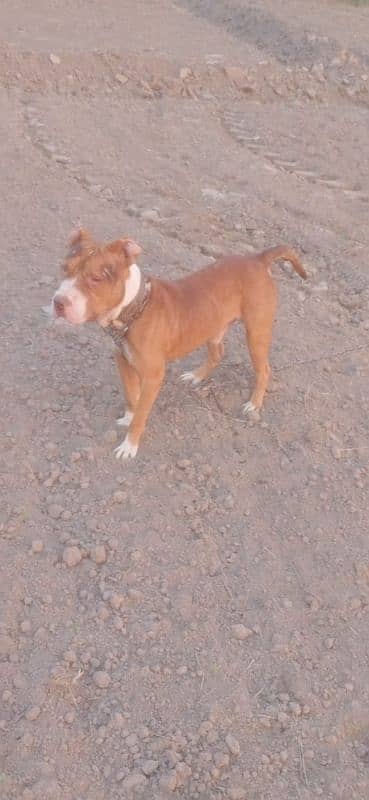 pitbull dog for sale 2