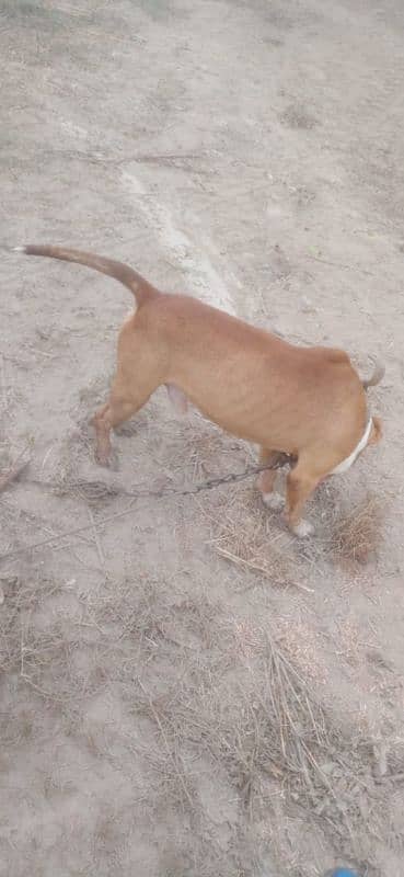 pitbull dog for sale 3