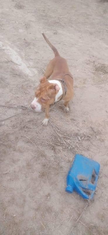 pitbull dog for sale 4