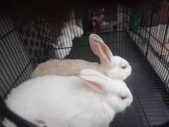 RABBITS BREEDER PAIRS AND BUNNIES PURE WHITE RED EYES