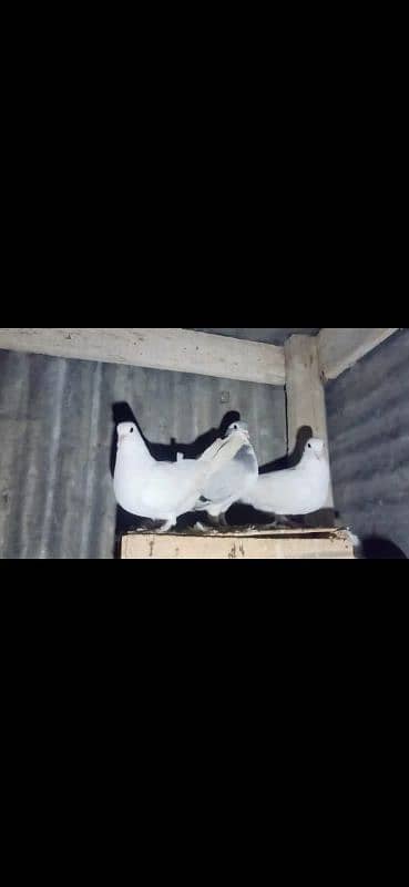 Sherazi breeder pair healthy and Active And 1 self chik 2