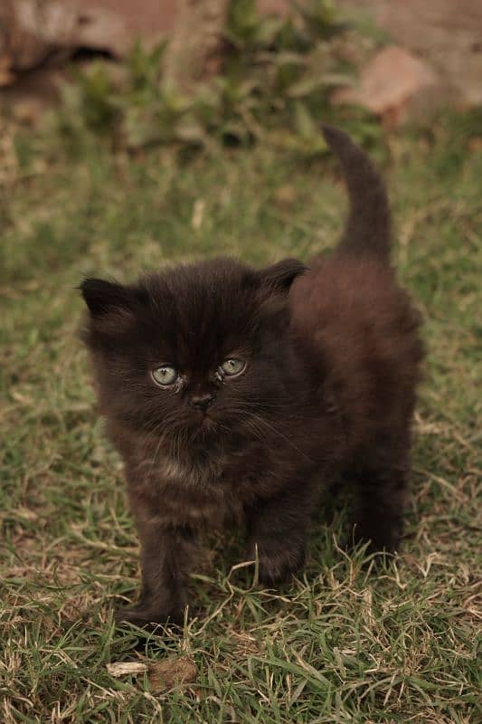 Persian Kittens 0