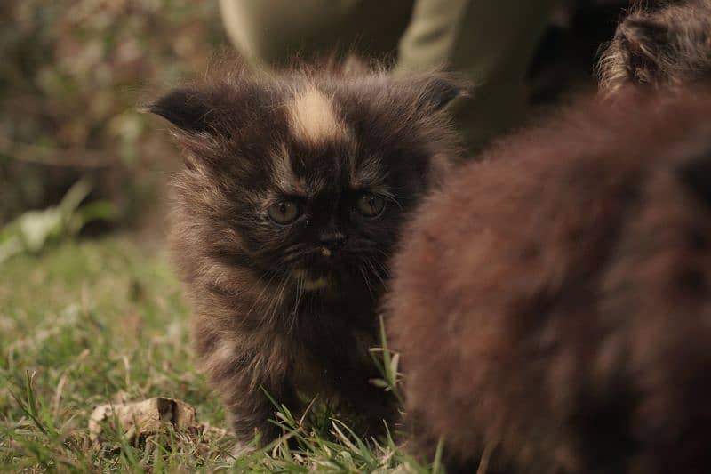 Persian Kittens 1