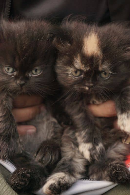 Persian Kittens 2