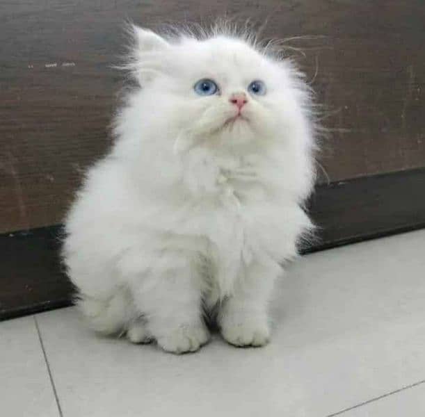 Persian cat 1