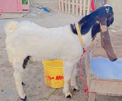 Kheera Bakra 1 Khassi / 1 Ando Bakra