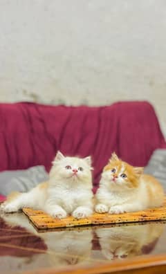 quality Persian panch face cate & kittan male female both available h