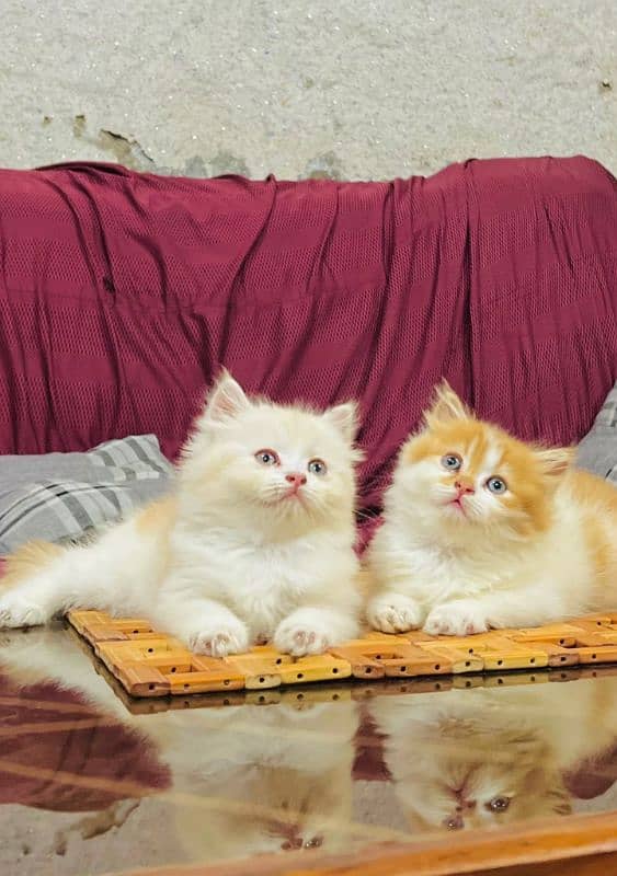 quality Persian panch face cate & kittan male female both available h 1