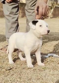 Guwahati gultair / Bully Dogs / Dogs