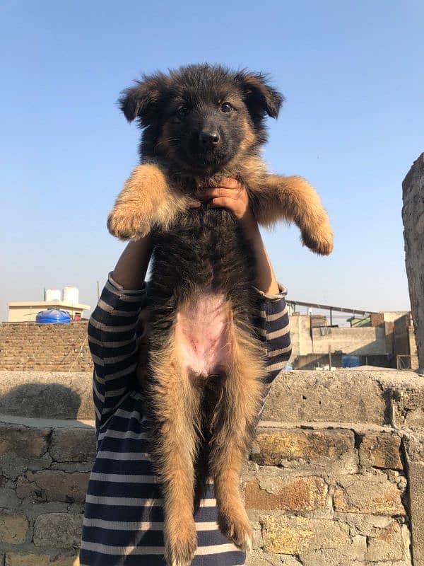 German Shepherd puppy / GSD / long coat puppies / german female 0