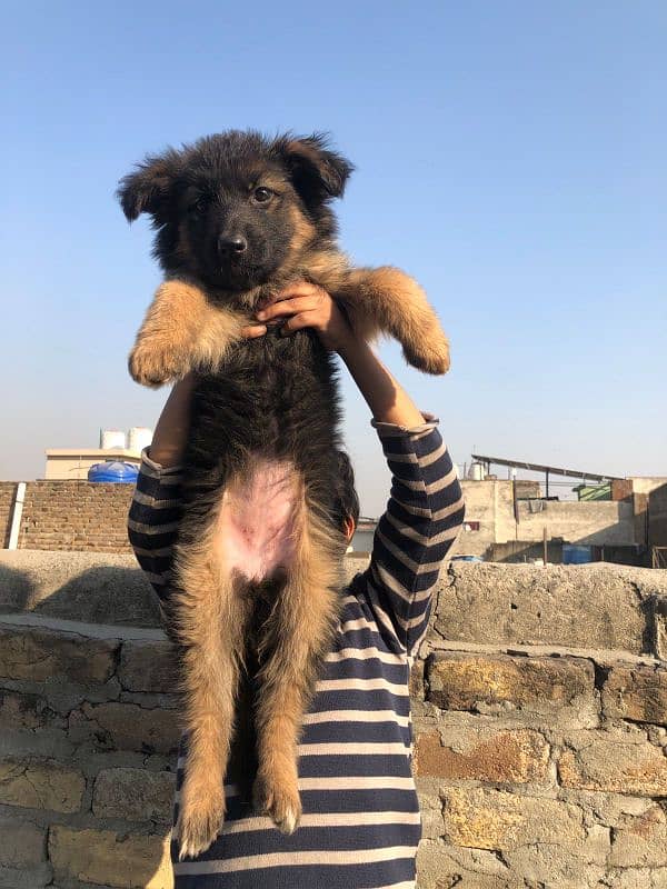 German Shepherd puppy / GSD / long coat puppies / german female 1