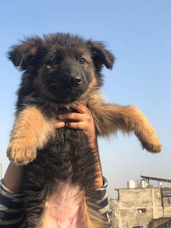 German Shepherd puppy / GSD / long coat puppies / german female 2