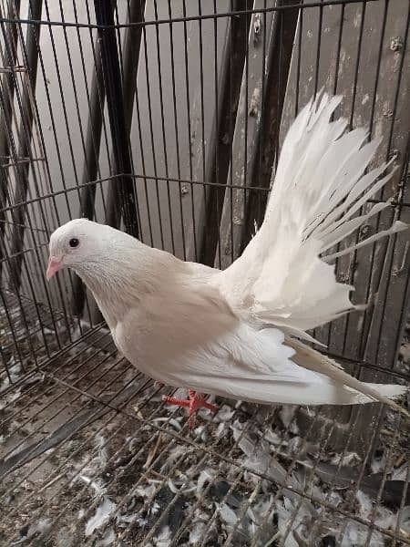 White lakka for sale 1