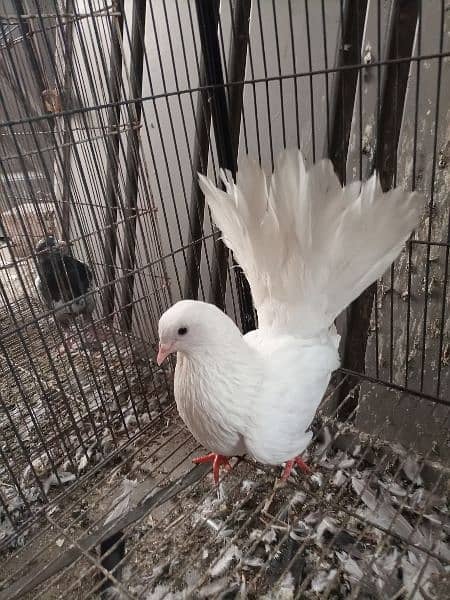 White lakka for sale 2