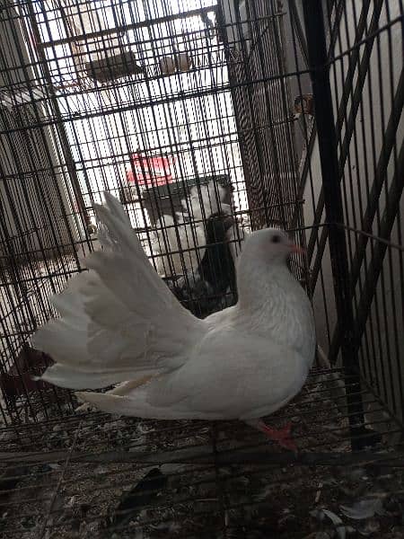 White lakka for sale 3