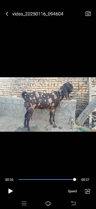 Goat for sale 1