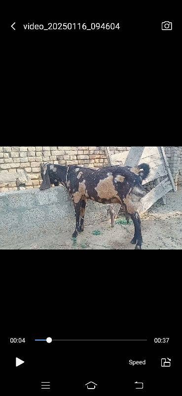 Goat for sale 2