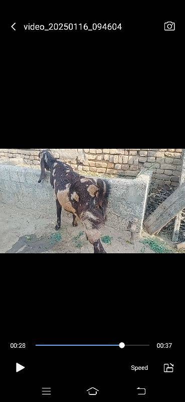 Goat for sale 6