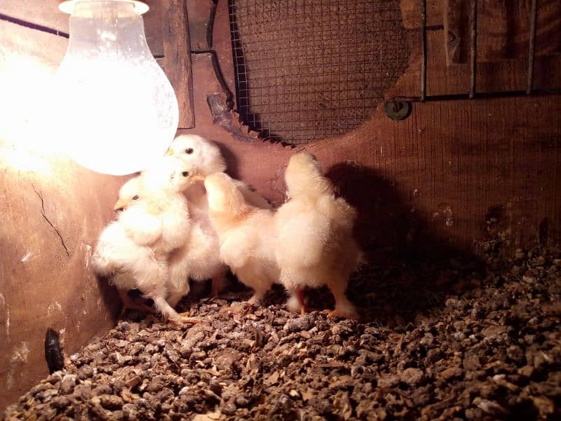 White buff chicks 6