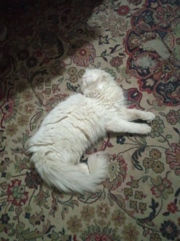 Persian female cat for sale whatsup nbr 03084970434 3