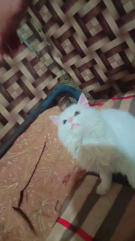 Persian female cat for sale whatsup nbr 03084970434 4