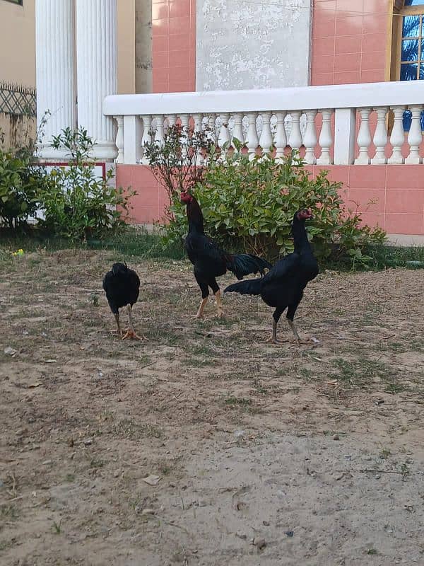 black shamo aseel chiks 0