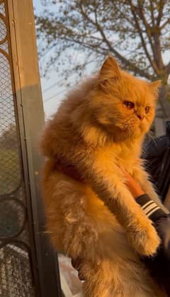 Persian cat extreme punch