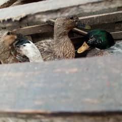 4 ducks in just 4500 1 male 3 female