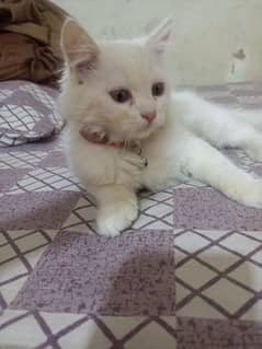 Persian trippel coated kitten 3 months old