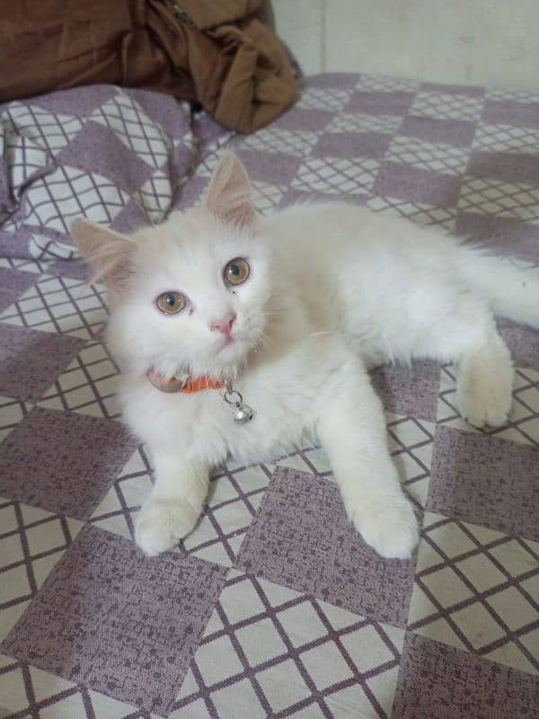 Persian trippel coated kitten 3 months old 1