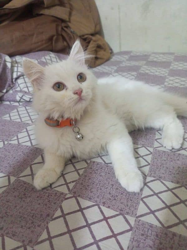 Persian trippel coated kitten 3 months old 2