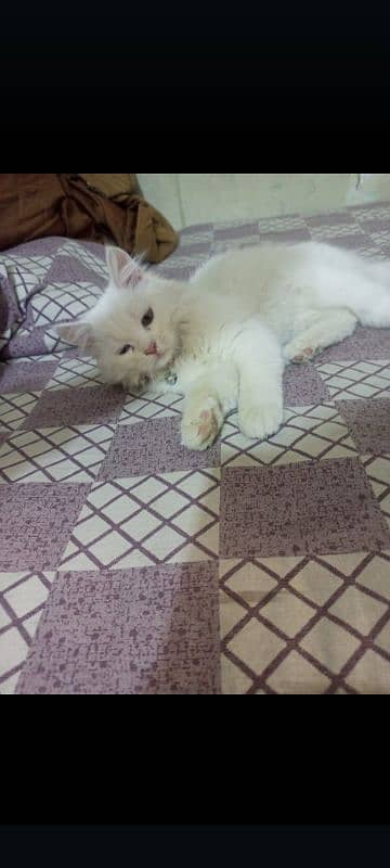 Persian trippel coated kitten 3 months old 3