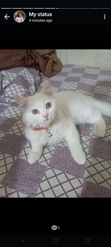 Persian trippel coated kitten 3 months old 4