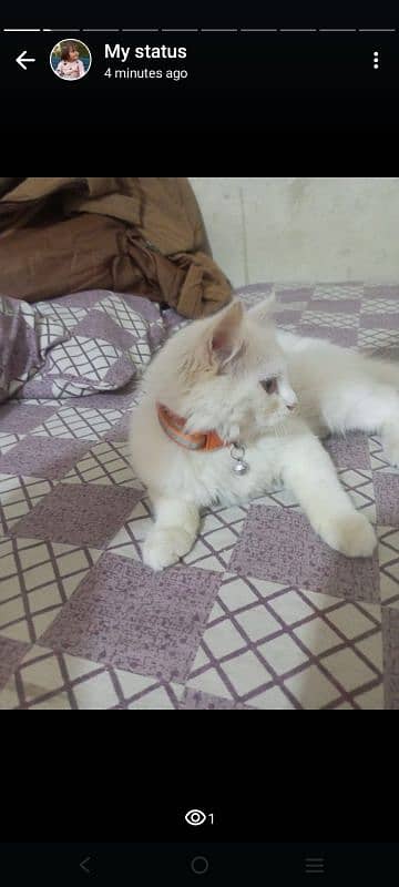 Persian trippel coated kitten 3 months old 5