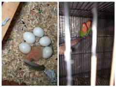 1breeder pair hai +3chicks alag kar diya hai or breeder nai 5eggs lay