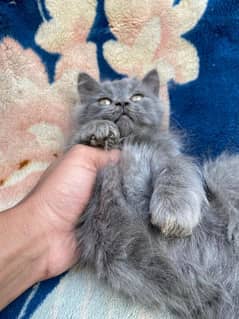 triple coated Persian kitten