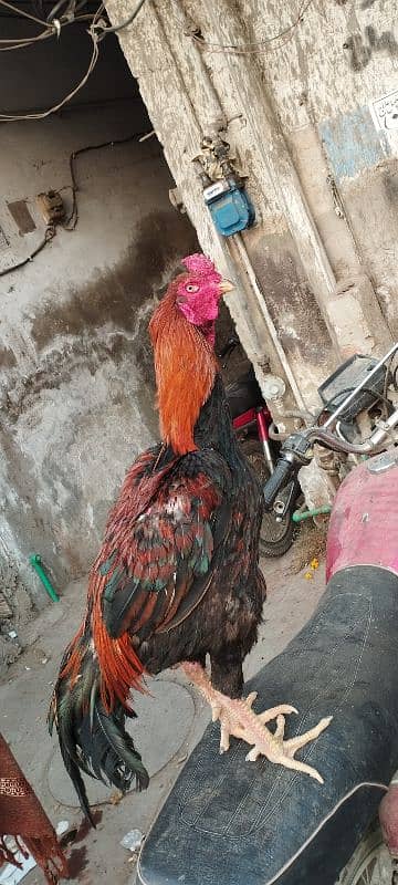 kamalia Aseel murg 0