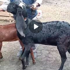 Desi beetal bakri for sale