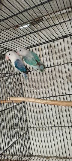 blue and violet euwing opaline available