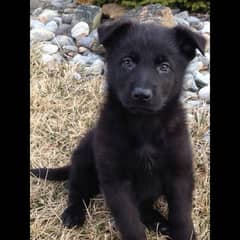 black gemram shepherd long coat male and female