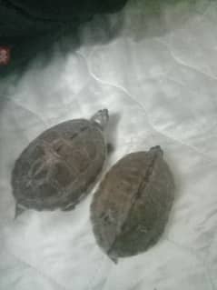 2 Indian turtle