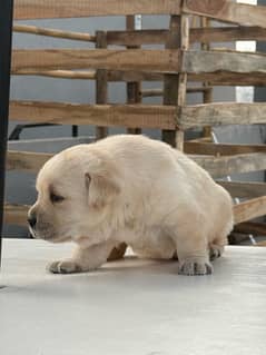 pure Labrador puppy pedigree