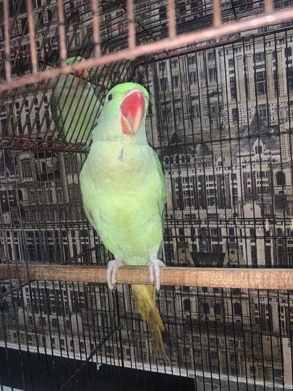 parrot 9