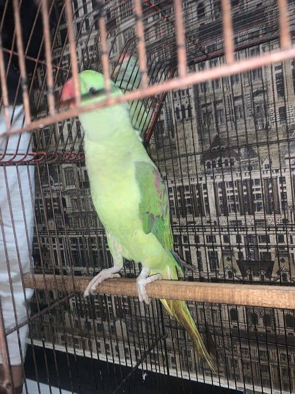 parrot 10