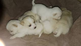 Russian puppies for sale