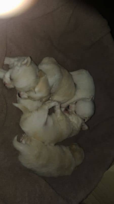 Russian puppies for sale 1