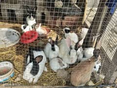 rabbit for sale male female and baby available 03269773087