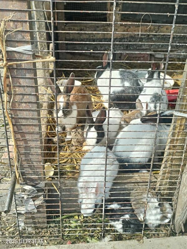 rabbit for sale male female and baby available 03269773087 4