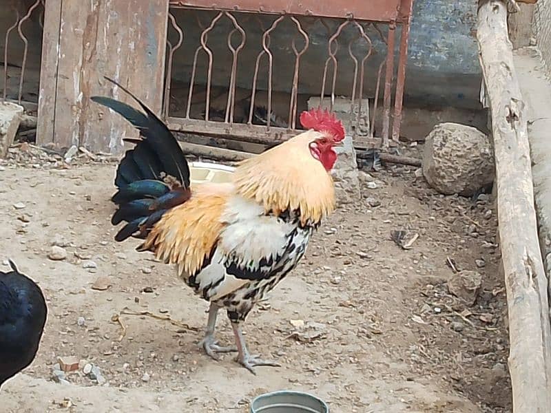 Golden Misri pure Desi Murghay 2