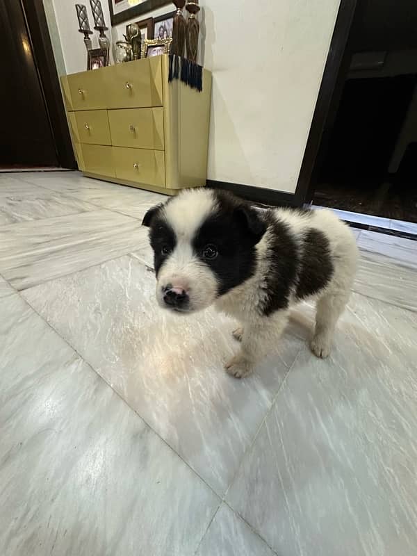 Dog  breed collie border puppies 3